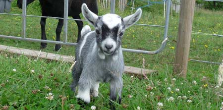 Fishers Mobile Farm - baby goat